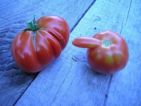 2-tomatos.jpg